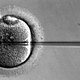 Image for article titled Can We Turn Stem Cells Into Eggs?